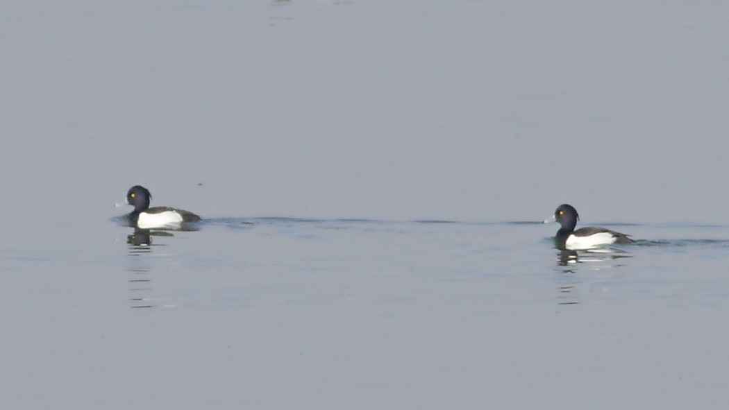 Tufted Duck