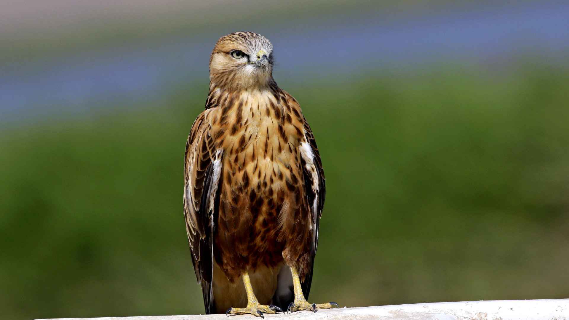 Kızıl şahin