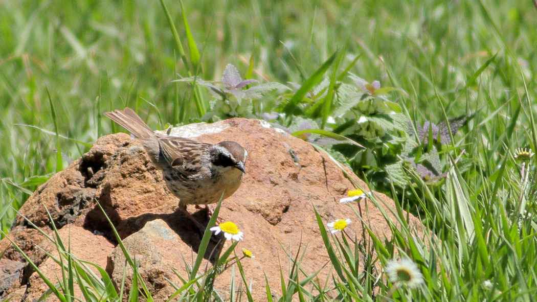 Radde's Accentor