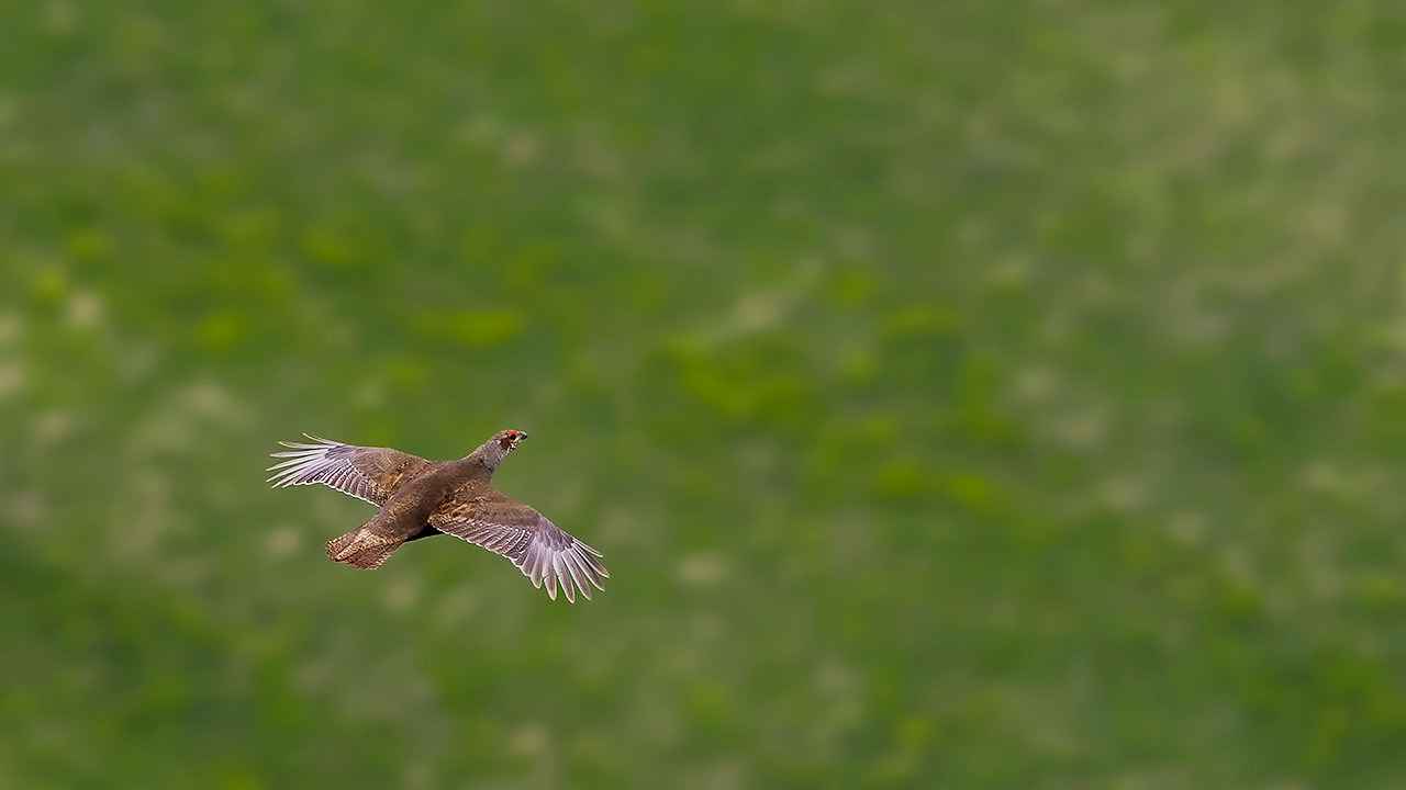 Caucasian Grouse