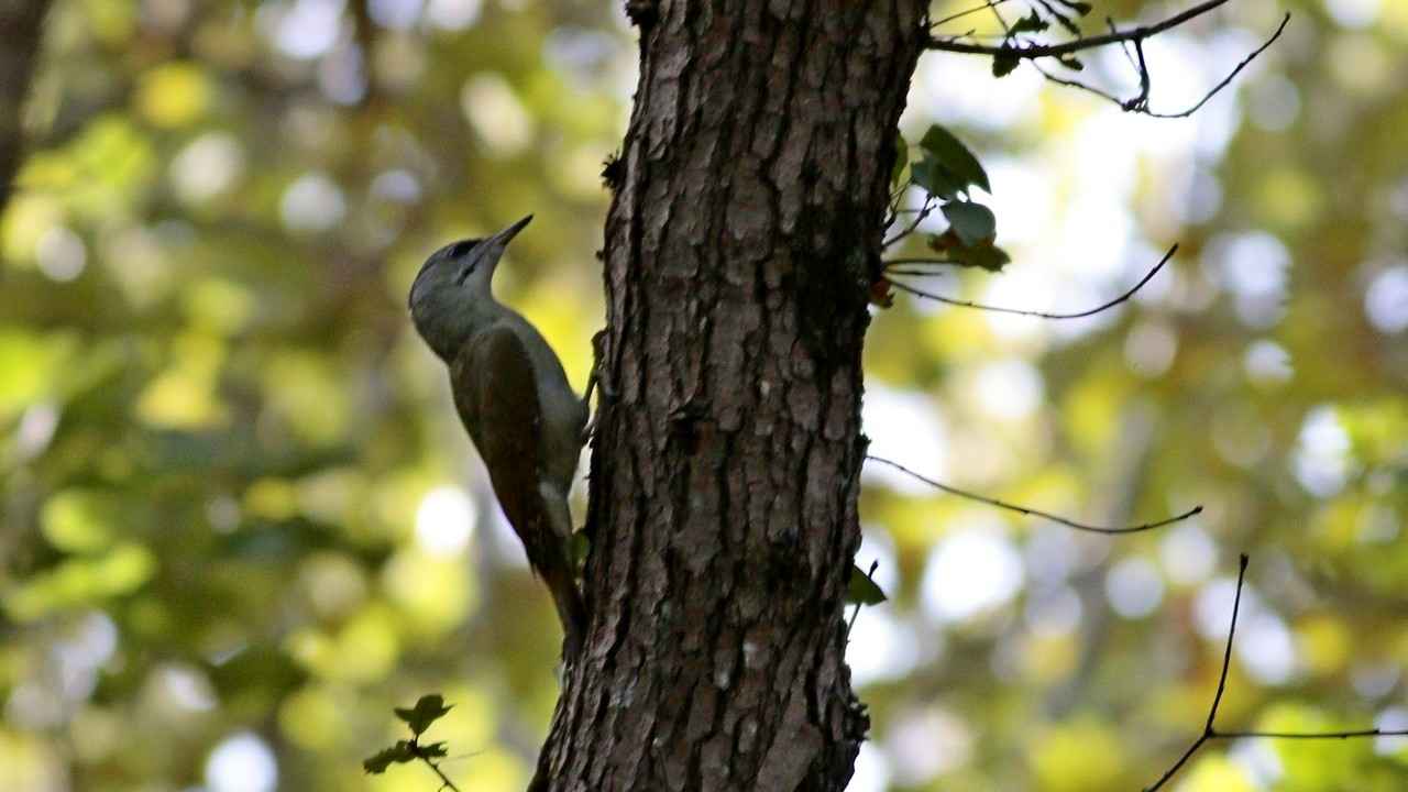 Gray-headed Woodpecker