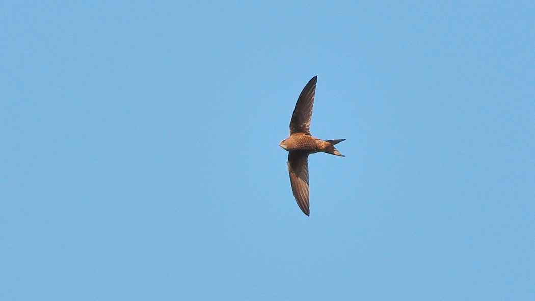 Pallid Swift