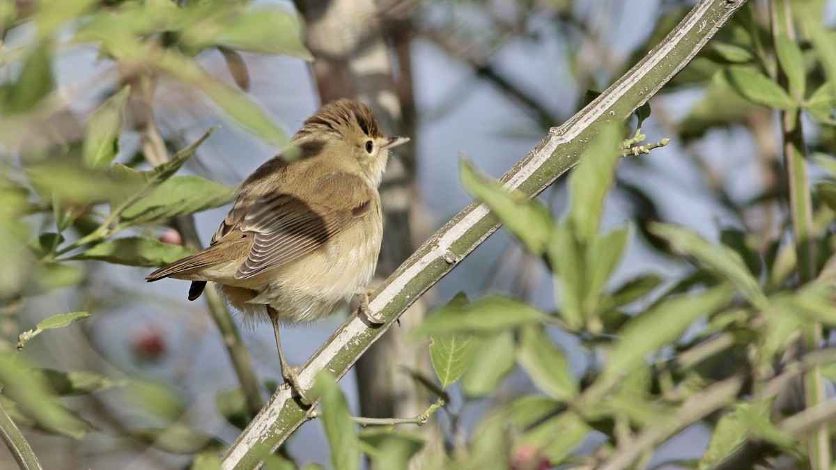 Marsh Warbler