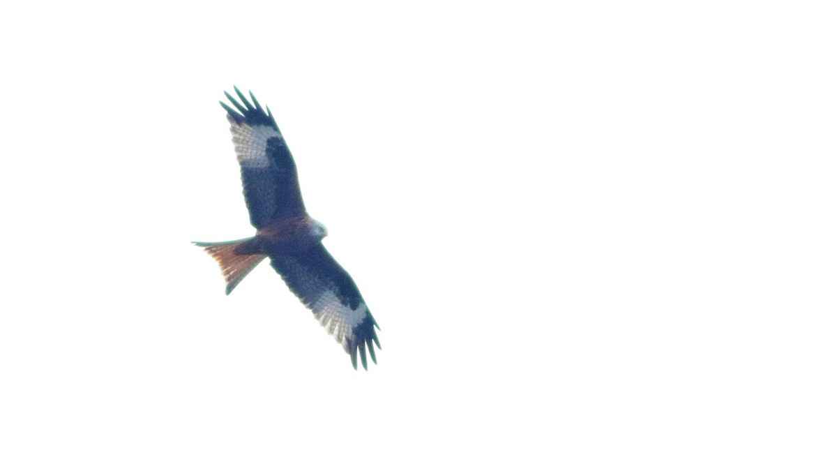 Red Kite
