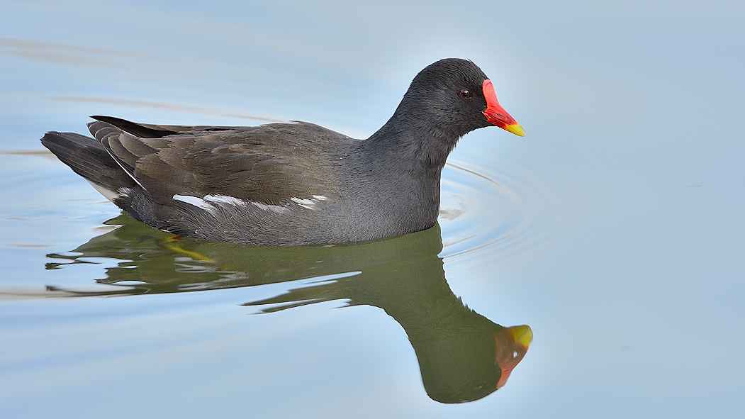 Eurasian Moorhen