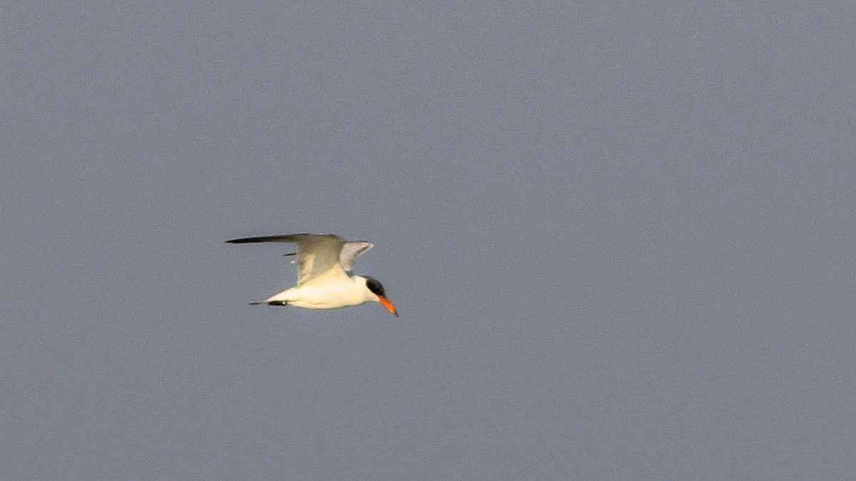 Caspian Tern
