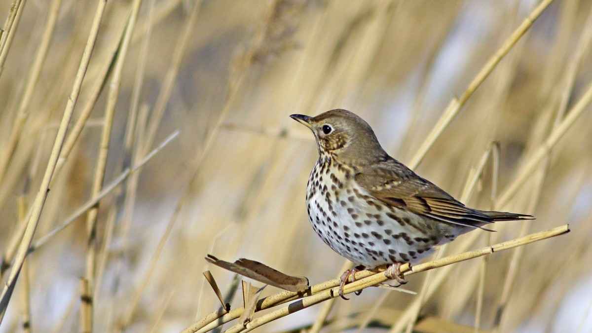 Mistle Thrush