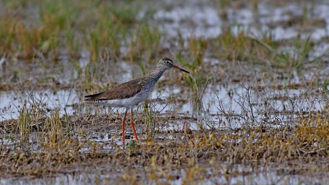 Common Redshank