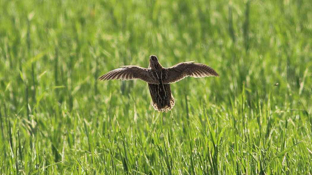 Common Quail