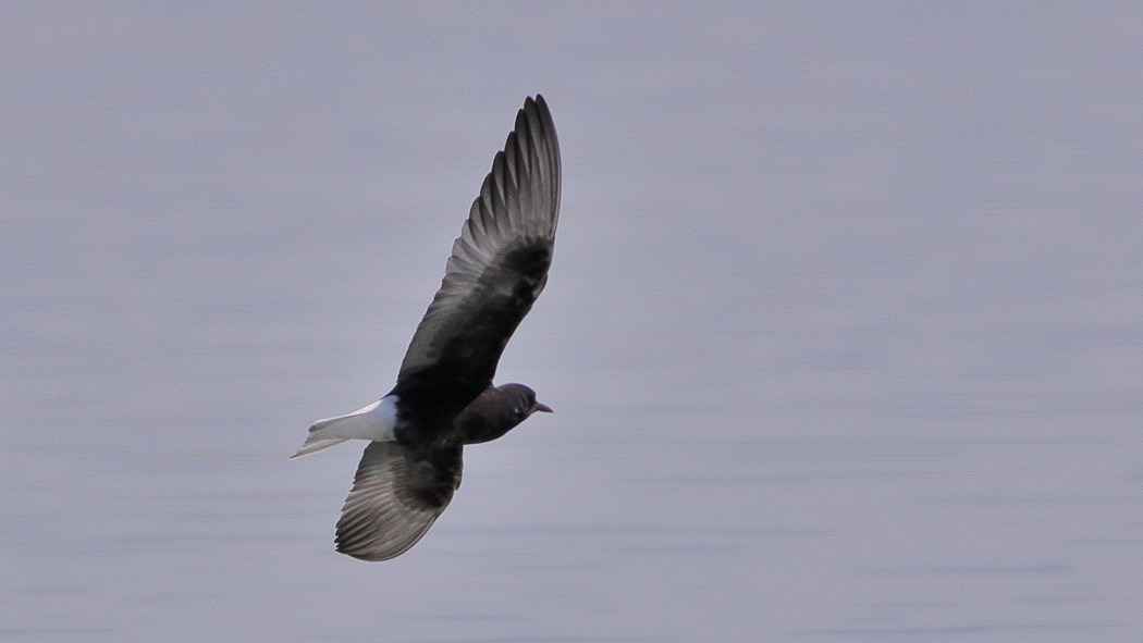 White-winged Tern