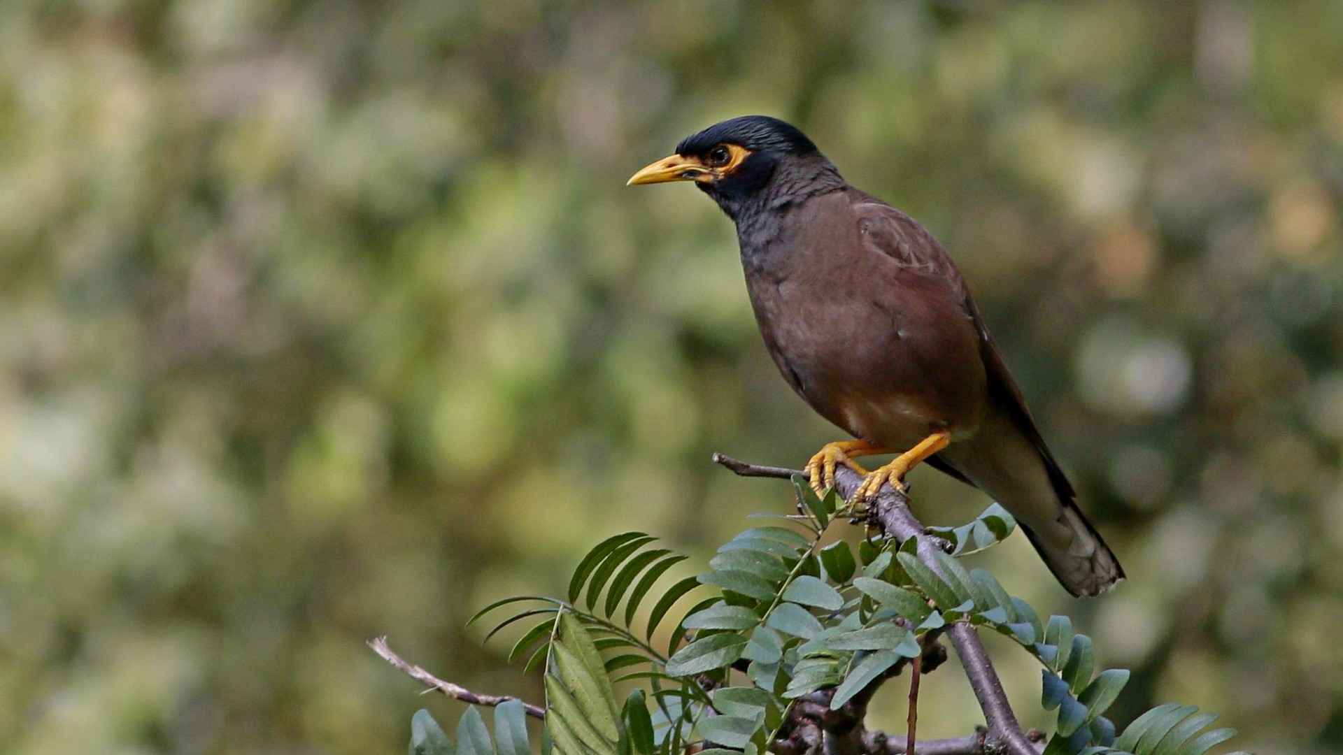Common Myna