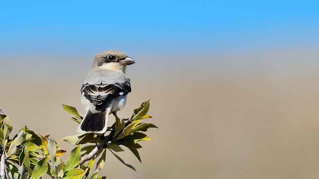 Lesser Gray Shrike