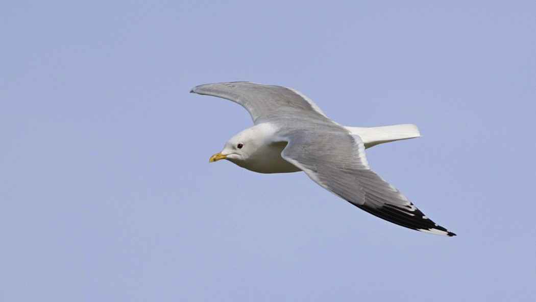 Mew Gull