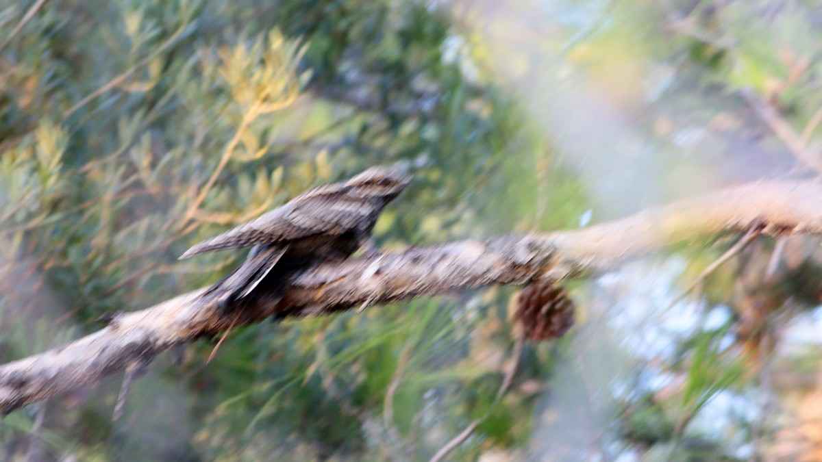 Eurasian Nightjar