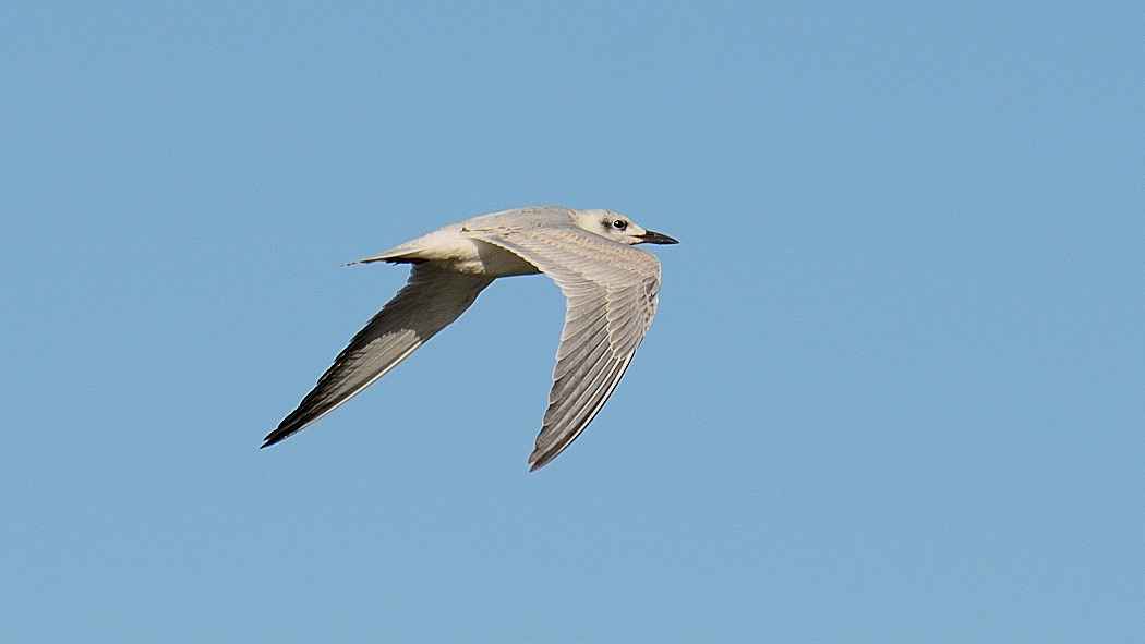 Gull-billed Tern