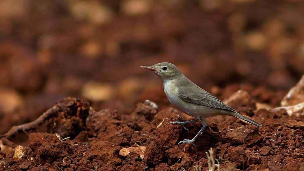 Eastern Olivaceous Warbler