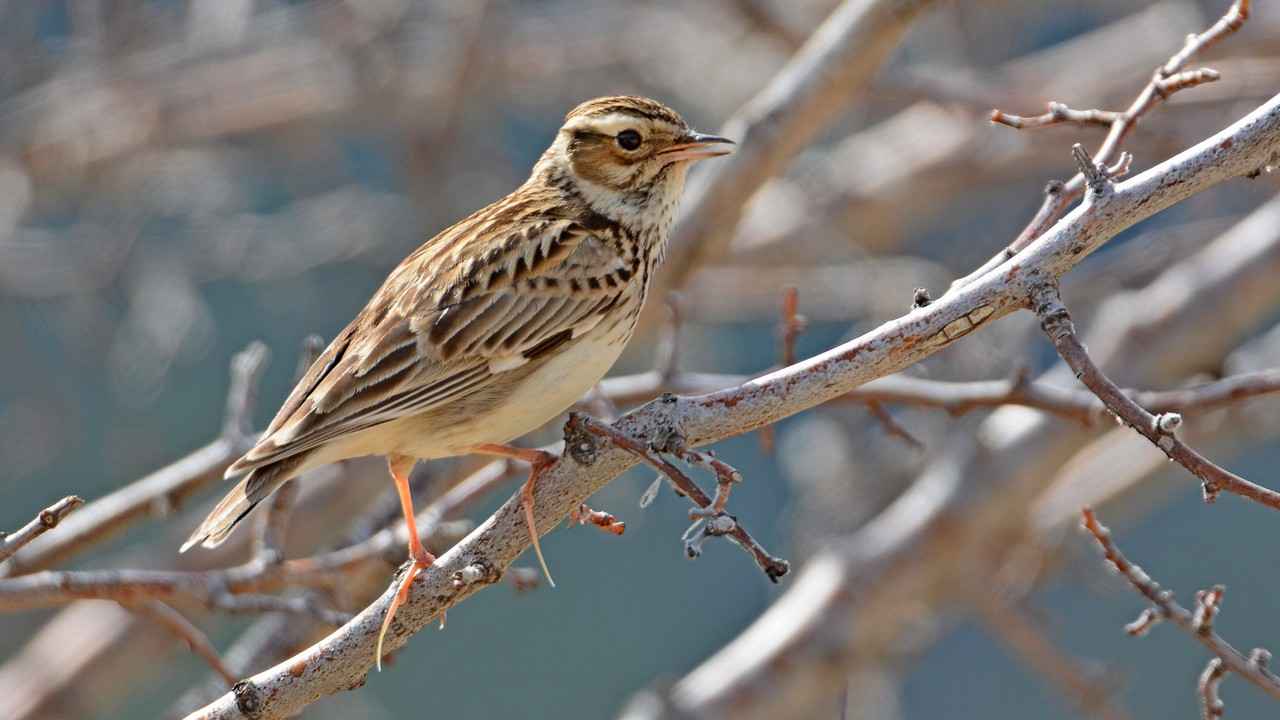 Wood Lark