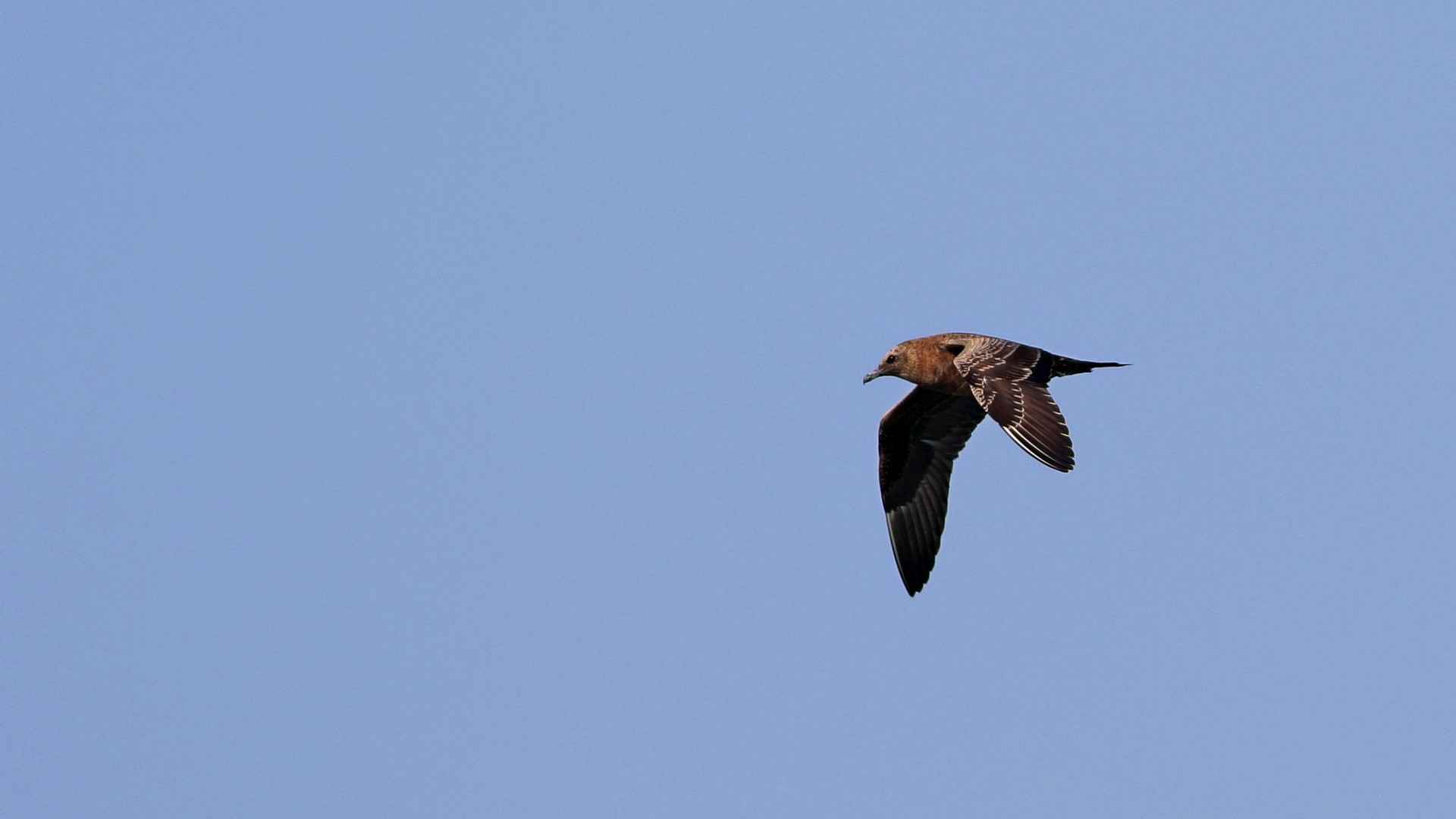 Parasitic Jaeger
