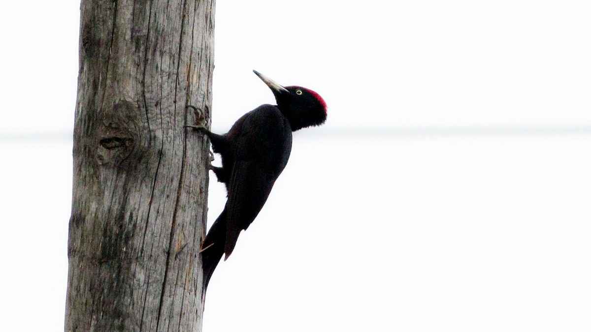 Black Woodpecker