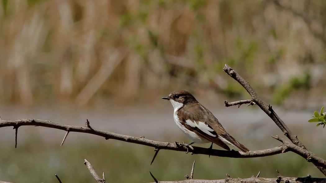 European Pied Flycatcher