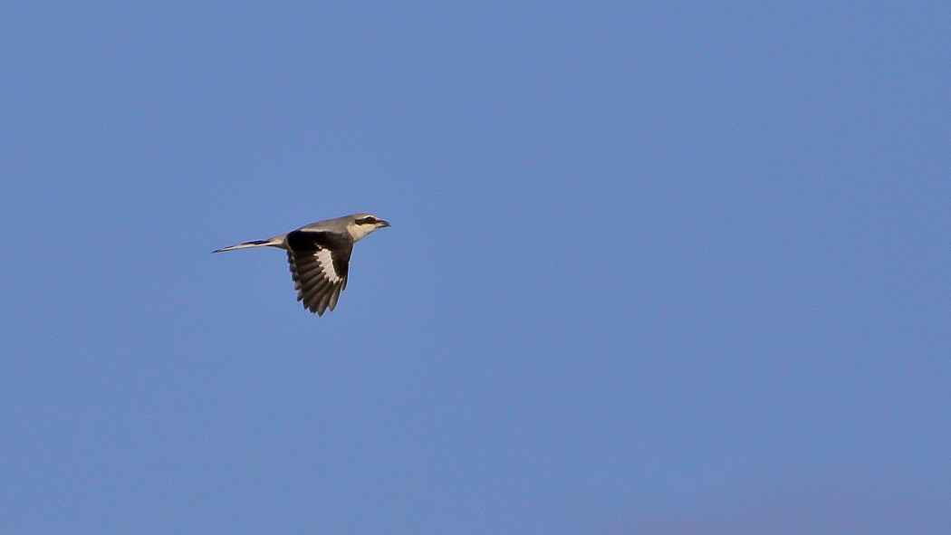 Great Gray Shrike