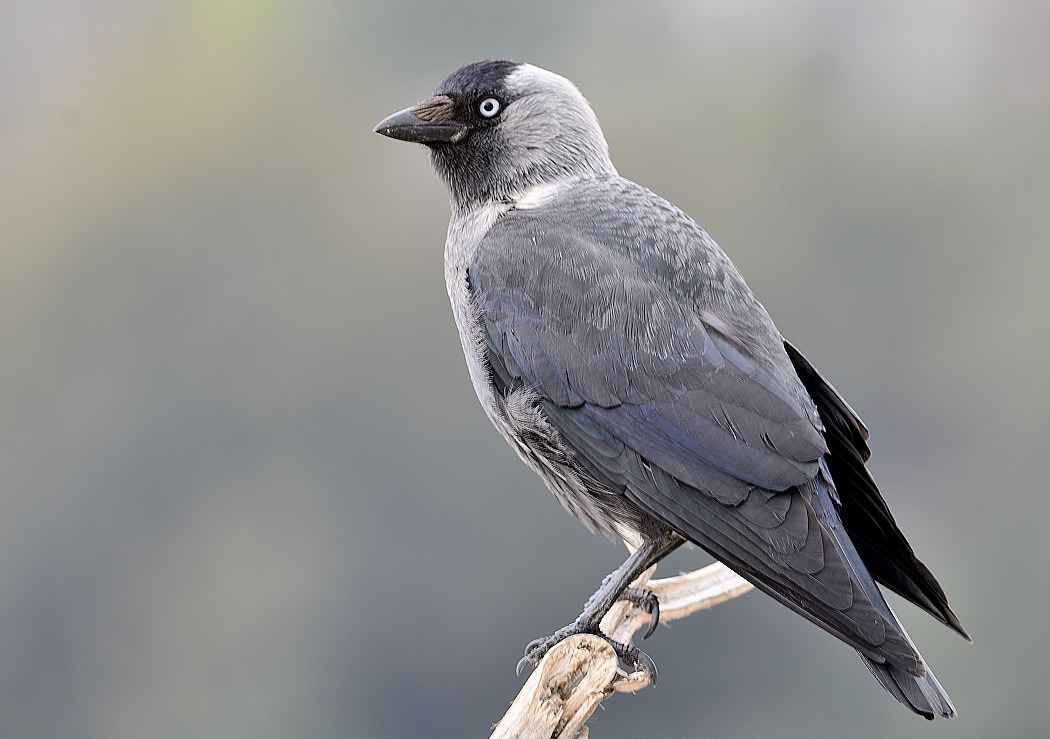 Eurasian Jackdaw
