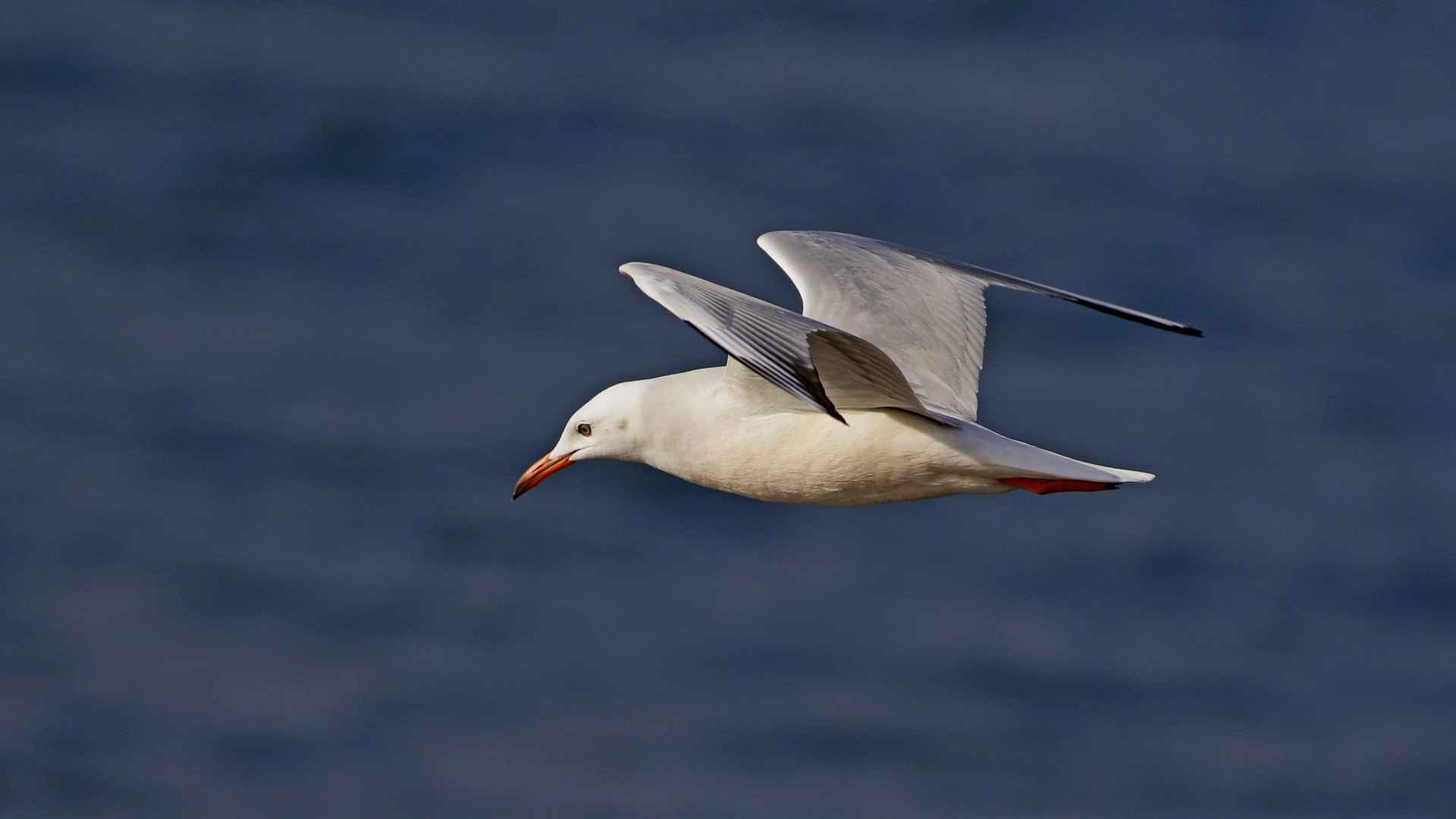 Slender-billed Gull