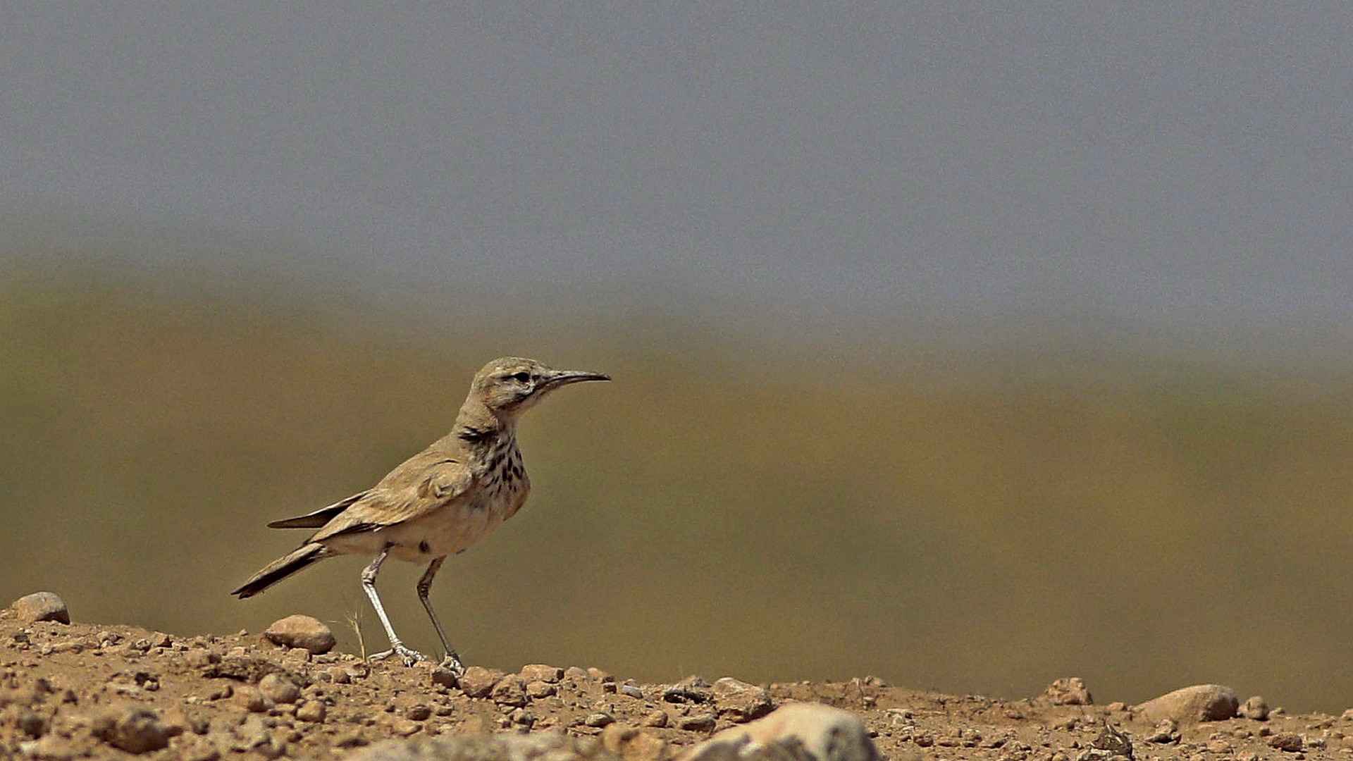 Greater Hoopoe-Lark