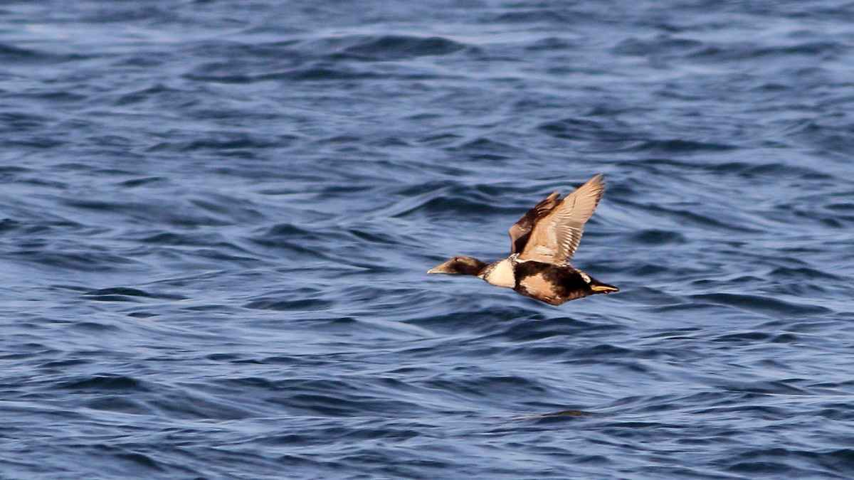 Common Eider
