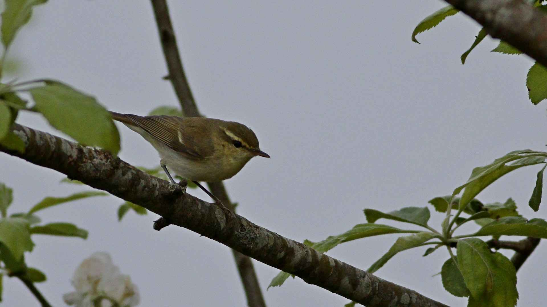 Green Warbler
