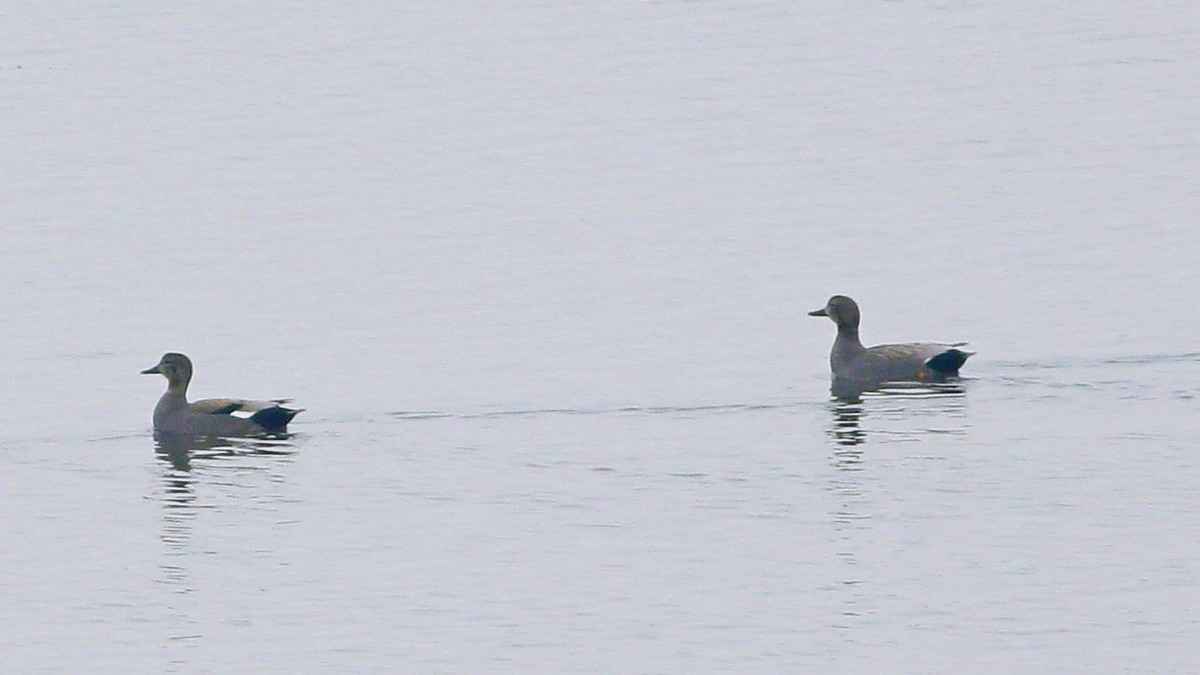 Gadwall
