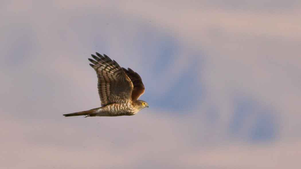 Northern Goshawk