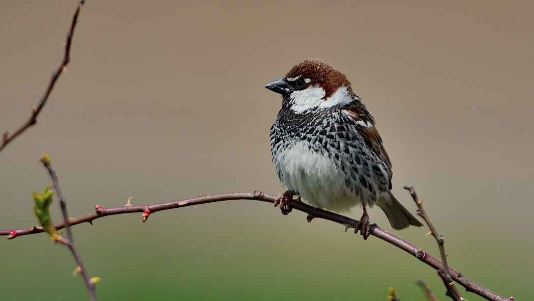 Spanish Sparrow