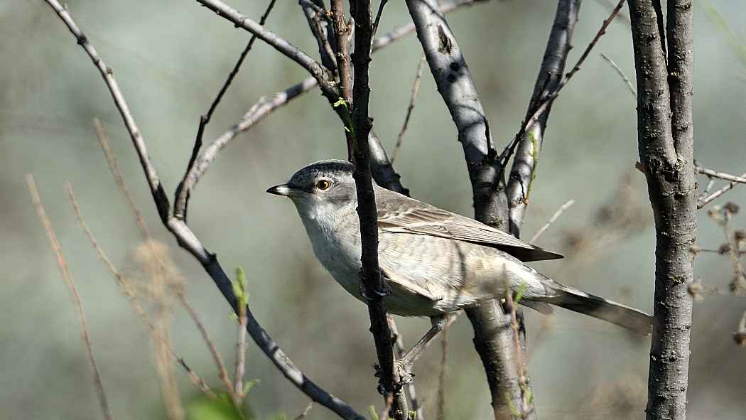 Barred Warbler