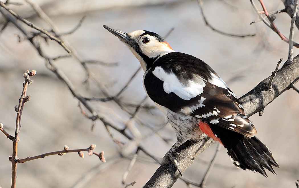 Syrian Woodpecker