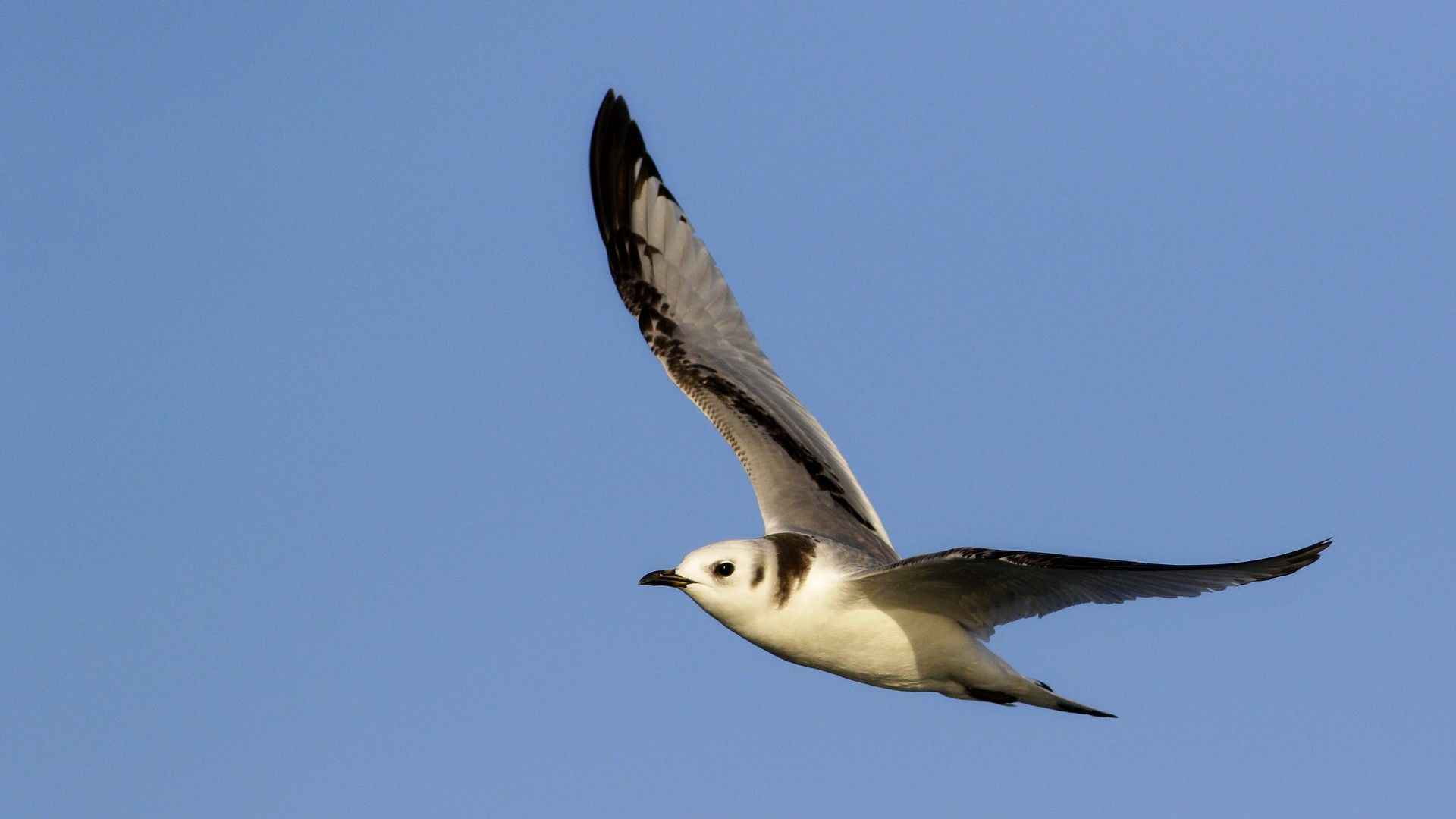 Black-legged Kittiwake
