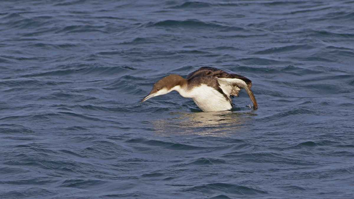 Arctic Loon