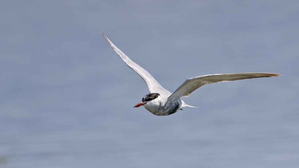 Whiskered Tern