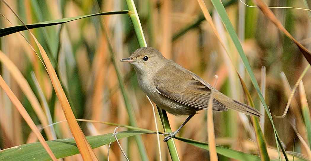 Eurasian Reed Warbler