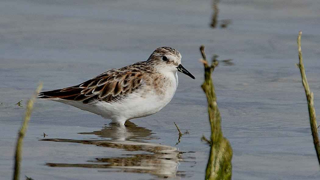 Little Stint