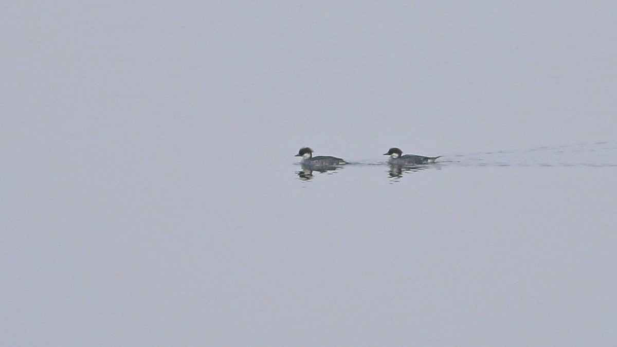 Smew