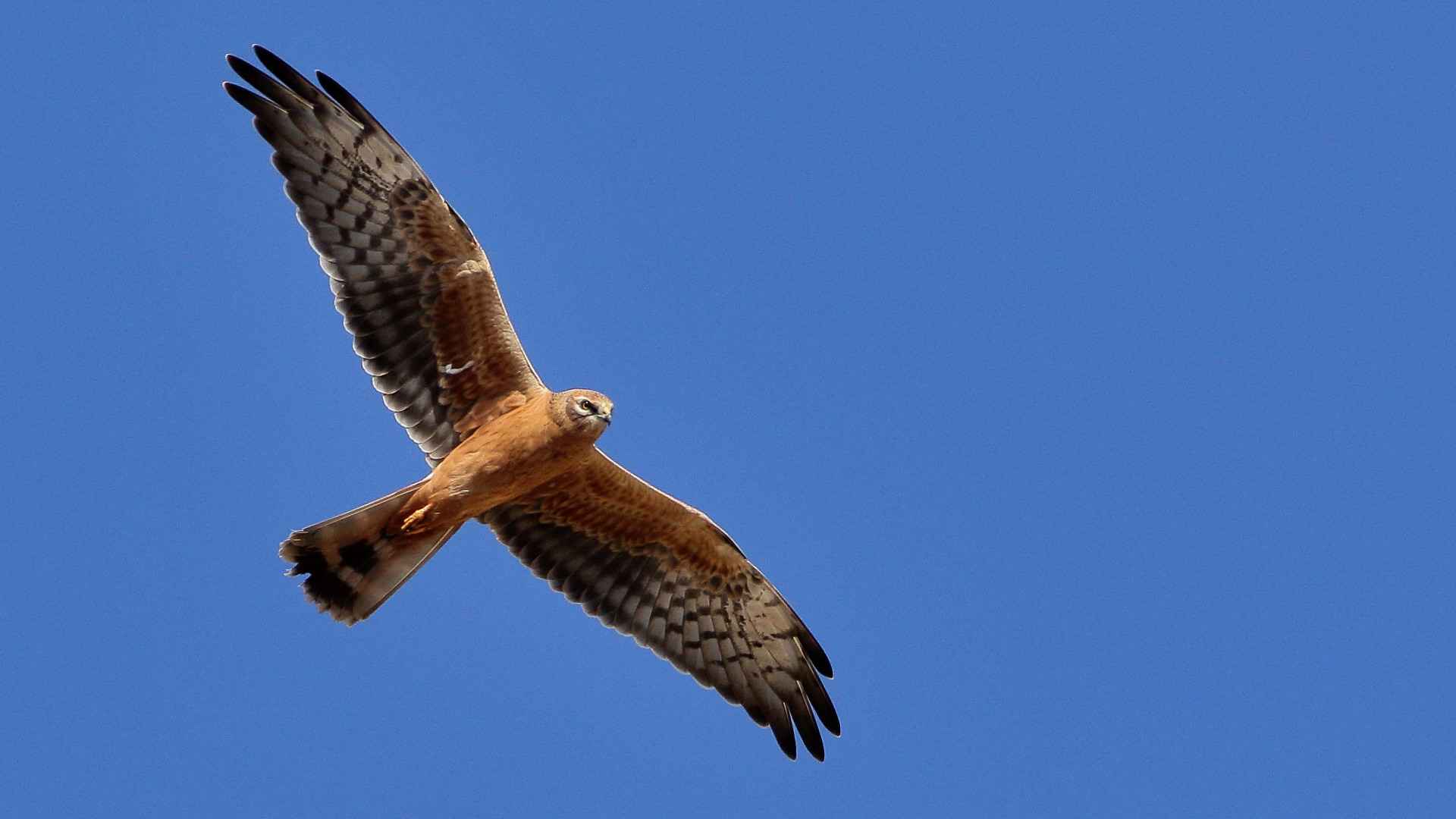 Montagu's Harrier
