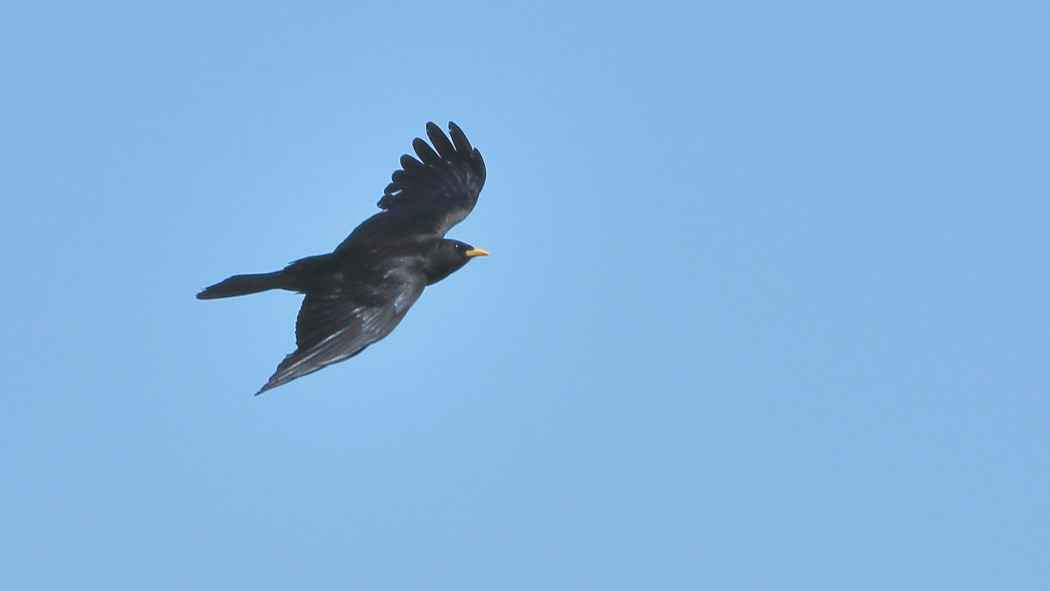 Yellow-billed Chough