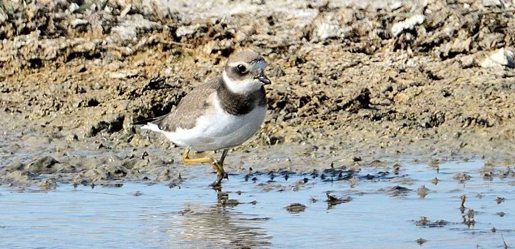 Common Ringed Plover