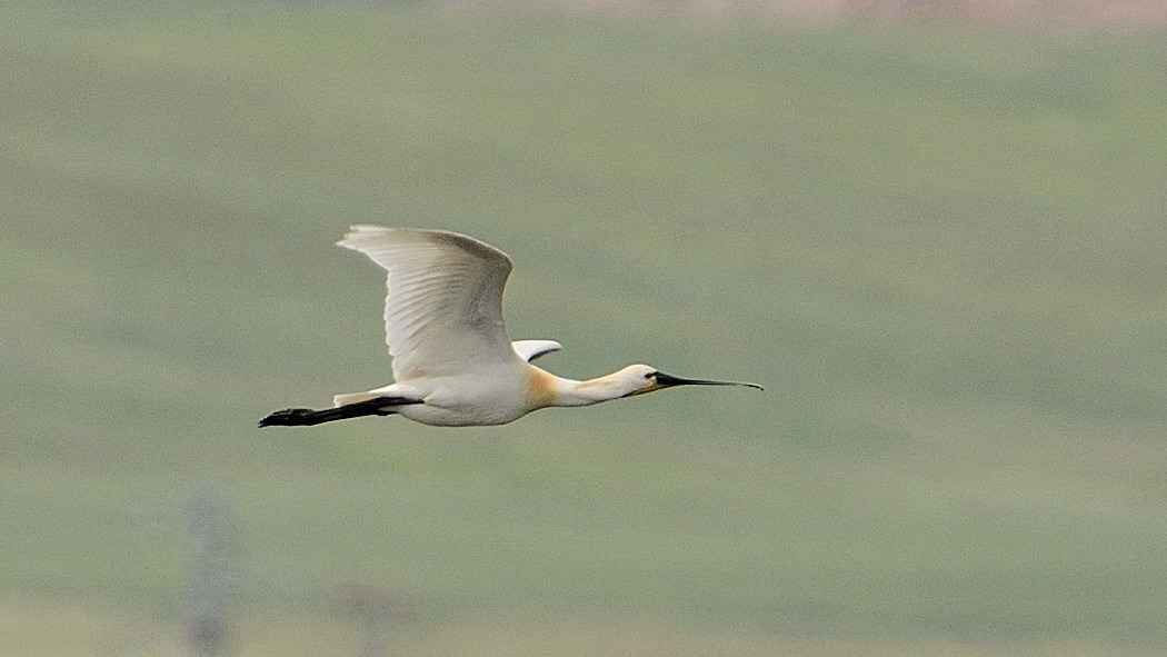 Eurasian Spoonbill