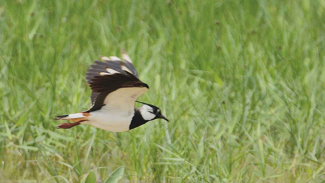 Northern Lapwing