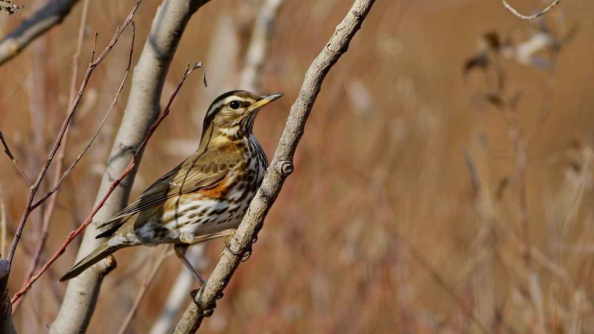 Redwing