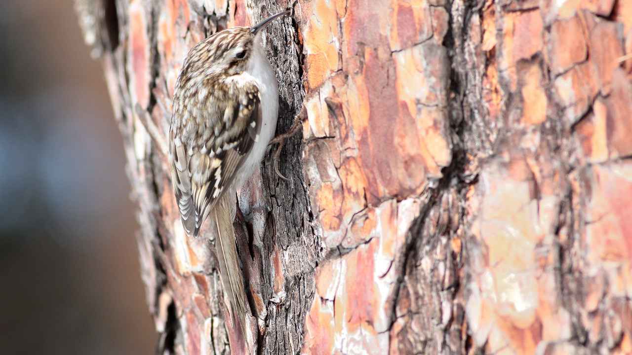 Eurasian Treecreeper