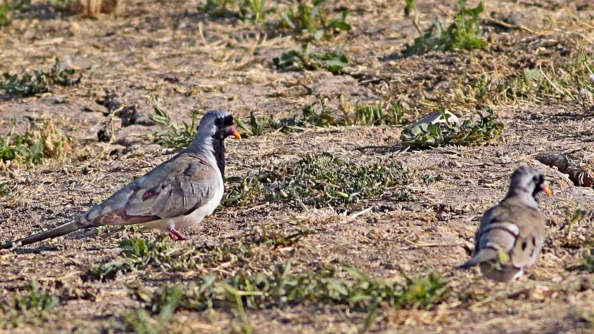 Namaqua Dove