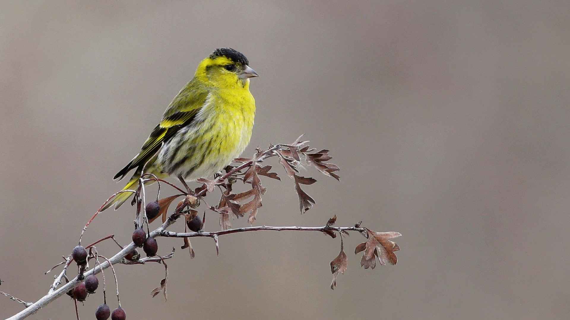 Eurasian Siskin
